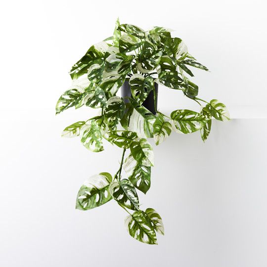 2 x Monstera Adansonii Hanging Bush in Pot, Green White 76cml (FI9079GW)