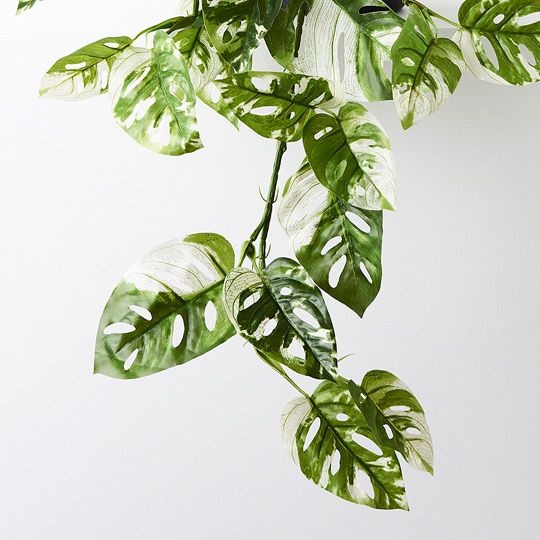 2 x Monstera Adansonii Hanging Bush in Pot, Green White 76cml (FI9079GW)