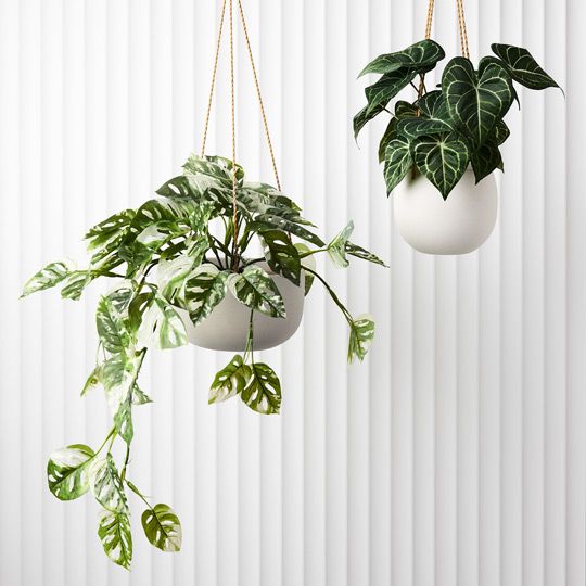 2 x Monstera Adansonii Hanging Bush in Pot, Green White 76cml (FI9079GW)