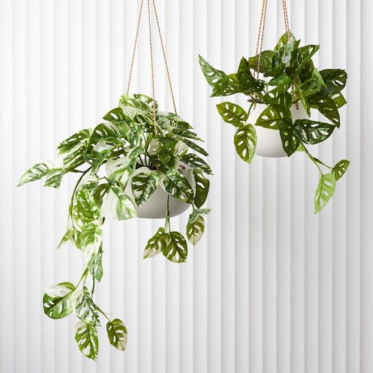 2 x Monstera Adansonii Hanging Bush in Pot, Green White 76cml (FI9079GW)