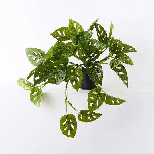 4 x Monstera Adansonii Hanging Bush in Pot, Green 55cml (FI9078GR)