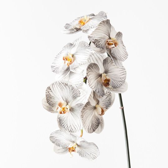 12 x Orchid Phalaenopsis Infused x8 White Black 96cml (FI8510WHBK)