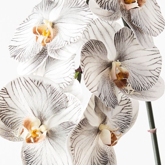 12 x Orchid Phalaenopsis Infused x8 White Black 96cml (FI8510WHBK)