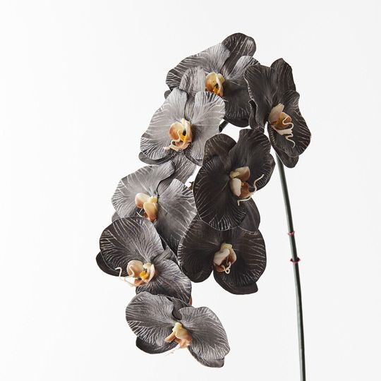 12 x Orchid Phalaenopsis Infused x8 Black White 96cml (FI8510BKWH)