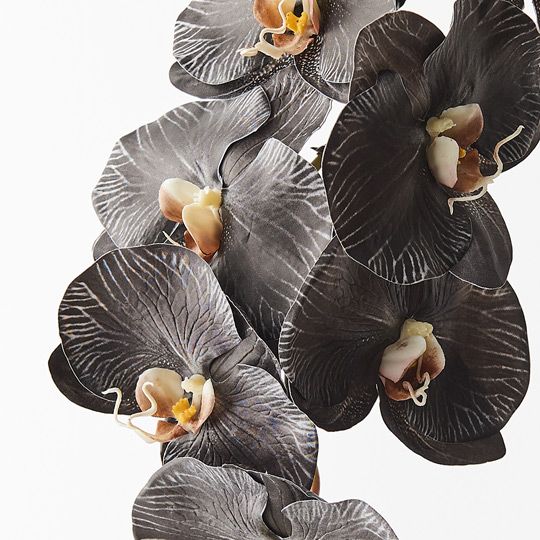 12 x Orchid Phalaenopsis Infused x8 Black White 96cml (FI8510BKWH)