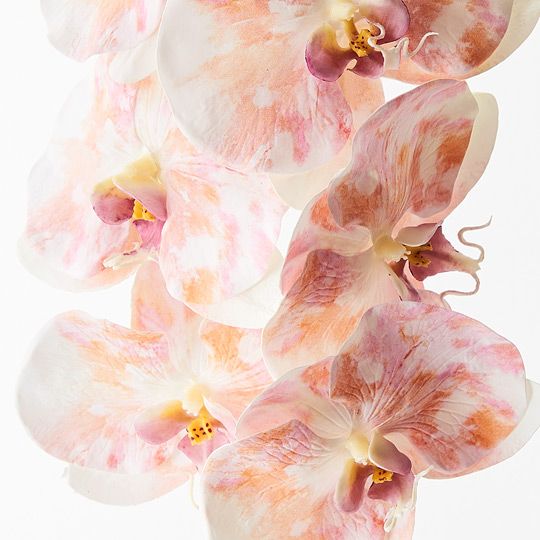 12 x Orchid Phalaenopsis Infused x8 Pink Mauve 96cml (FI8510PM)