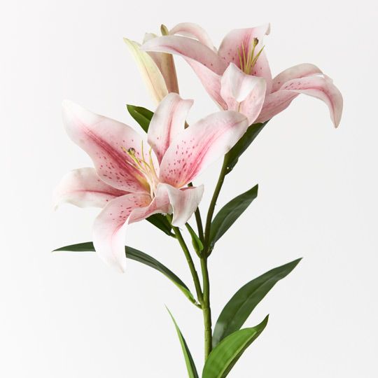 12 x Lily Asiatic Light Pink 87cml (FI7790LP)