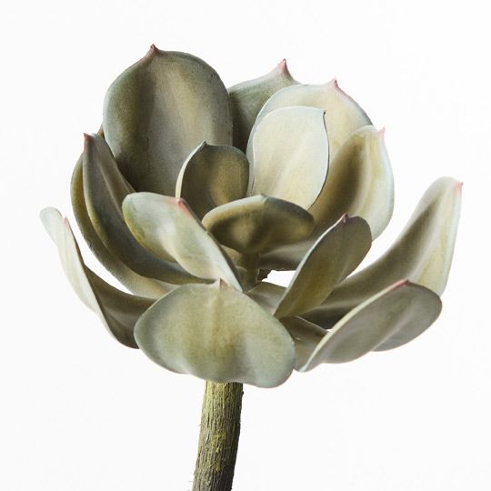 12 x Echeveria Grey 18cml (FI9119GY)