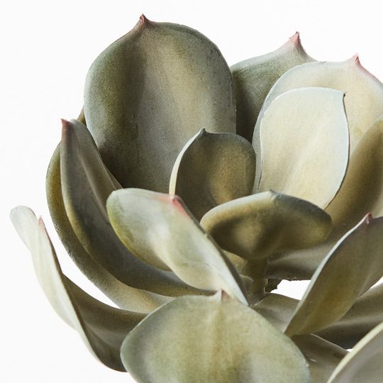 12 x Echeveria Grey 18cml (FI9119GY)