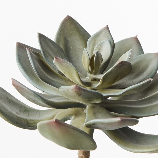 12 x Echeveria Grey 15cml (FI9120GY)