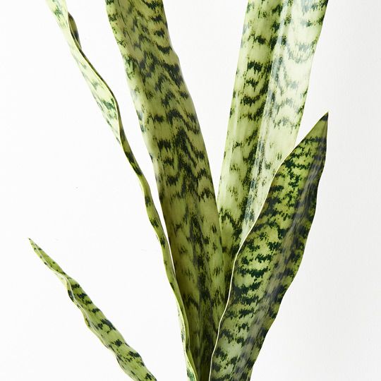 12 x Sansevieria Bush Green 80cml (FI9117GR)