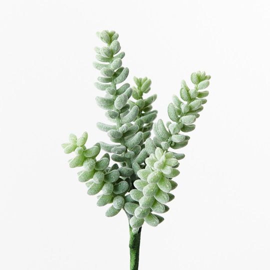 12 x Sedum Sandflower Grey Green 20cml (FI9140GY)