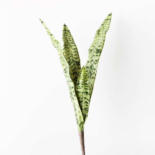 12 x Sansevieria Bush Green 60cml (FI9116GR)