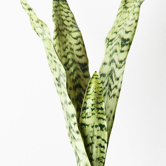 12 x Sansevieria Bush Green 60cml (FI9116GR)