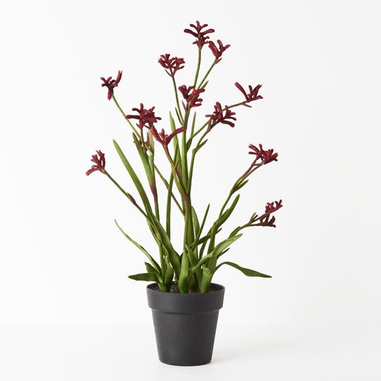 2 x Kangaroo Paw Plant, Burgundy 60cmh (FI8792BU)