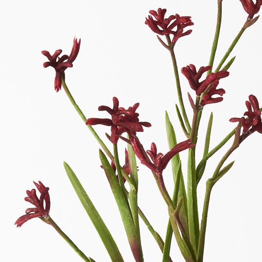 2 x Kangaroo Paw Plant, Burgundy 60cmh (FI8792BU)