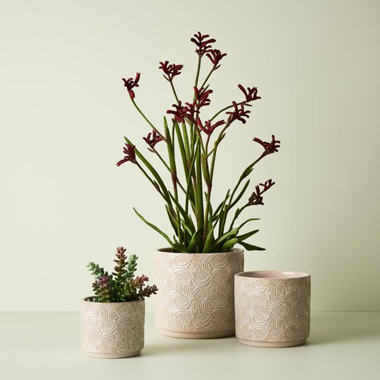 2 x Kangaroo Paw Plant, Burgundy 60cmh (FI8792BU)