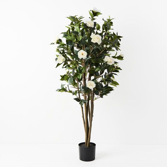 2 x Camellia Flowering Tree, Green White 150cmh (FI9182GW)