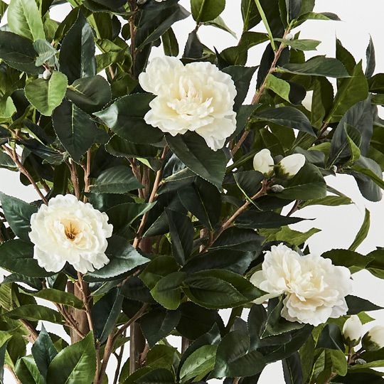 2 x Camellia Flowering Tree, Green White 150cmh (FI9182GW)