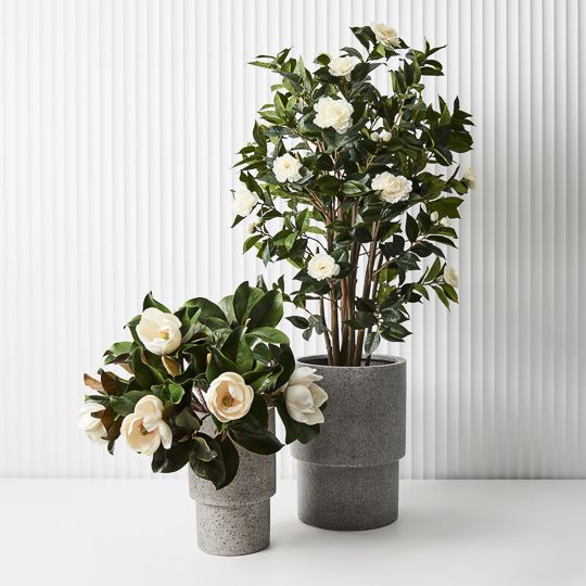 2 x Camellia Flowering Tree, Green White 150cmh (FI9182GW)