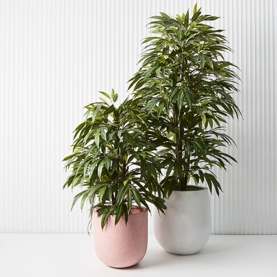 2 x Longifolia Tree, Green 120cmh (FI9193GR)