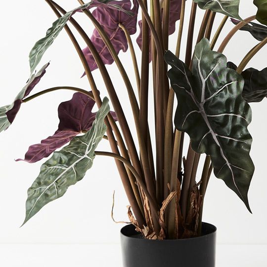 2 x Alocasia Plant, Dark Green 80cmh (FI9190DG)