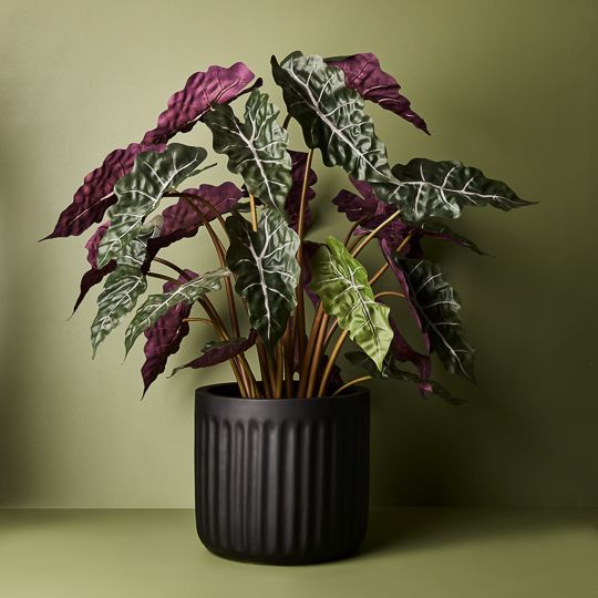 2 x Alocasia Plant, Dark Green 80cmh (FI9190DG)