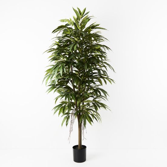 2 x Longifolia Tree, Green 180cmh