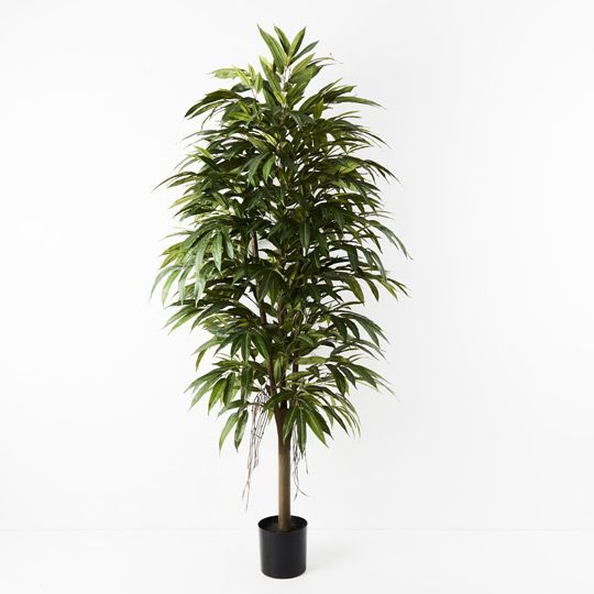 2 x Longifolia Tree, Green 180cmh (FI9194GR)