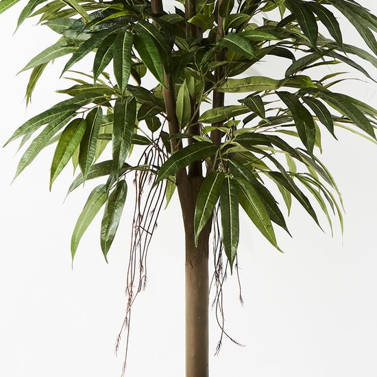2 x Longifolia Tree, Green 180cmh
