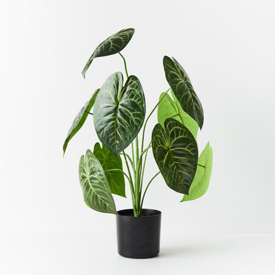 2 x Anthurium Clarinervium Plant, Green 63cmh (FI9215GR)