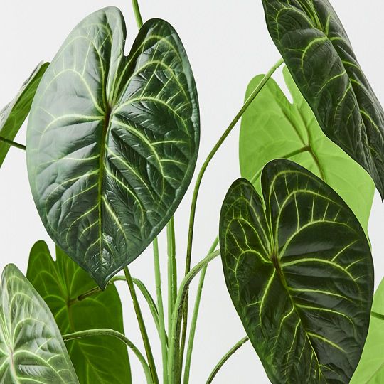 2 x Anthurium Clarinervium Plant, Green 63cmh (FI9215GR)