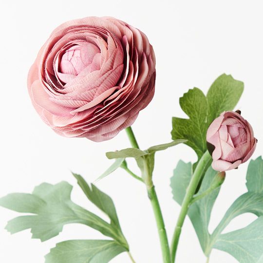 12 x Ranunculus Spray Dusty Pink 50cml (FI9222DP)