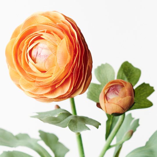 12 x Ranunculus Spray Orange 50cml (FI9222OR)