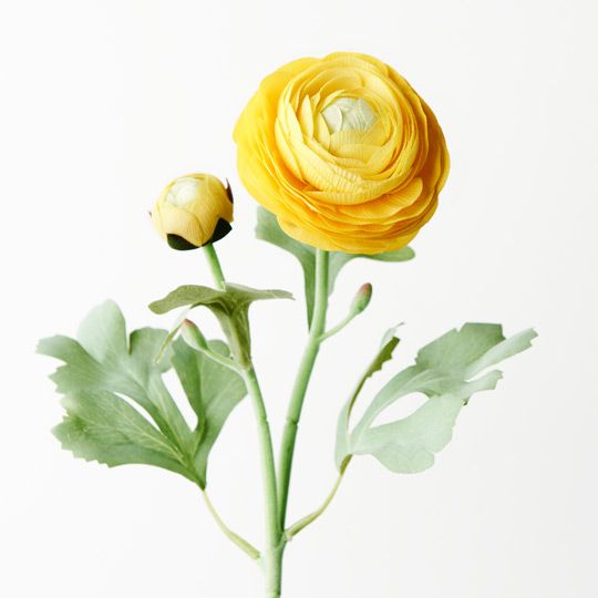 12 x Ranunculus Spray Yellow 50cml (FI9222YE)