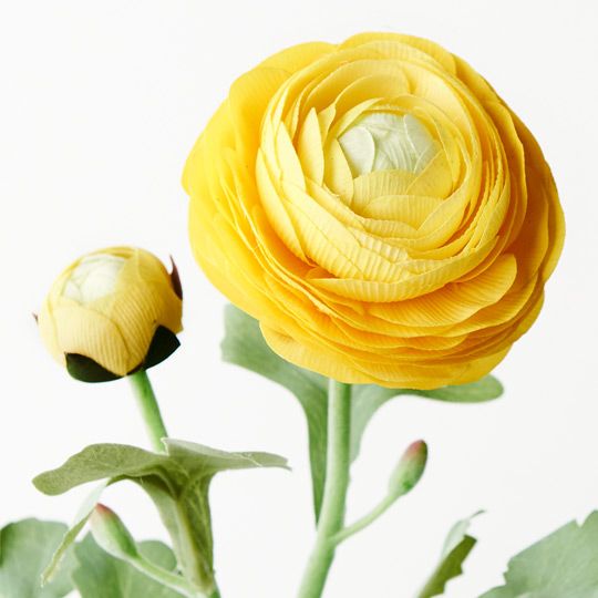 12 x Ranunculus Spray Yellow 50cml (FI9222YE)