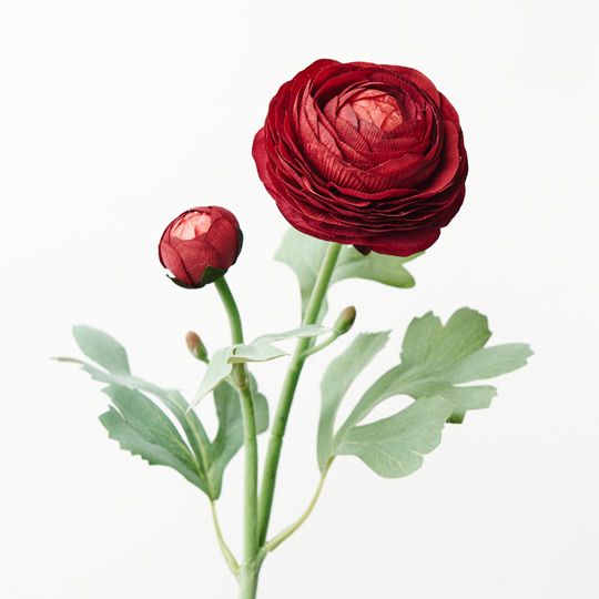 12 x Ranunculus Spray Burgundy 50cml (FI9222BU)