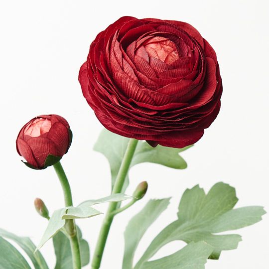 12 x Ranunculus Spray Burgundy 50cml (FI9222BU)