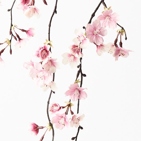 12 x Blossom Cherry Hanging Light Pink 120cml (FI6203LP)