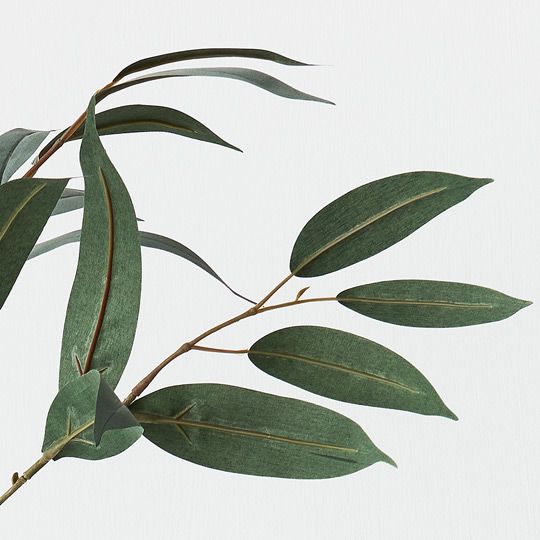 12 x Eucalyptus Long Leaf Spray Grey Green 78cml (FI9230GY)