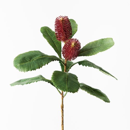 12 x Banksia Robur Spray Burgundy 76cml (FI9236BU)