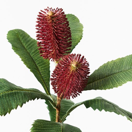 12 x Banksia Robur Spray Burgundy 76cml (FI9236BU)