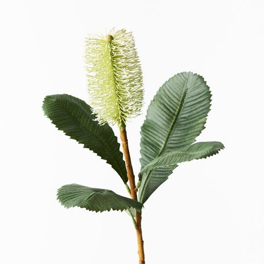 12 x Banksia Robur White Green 74cml (FI8982WG)