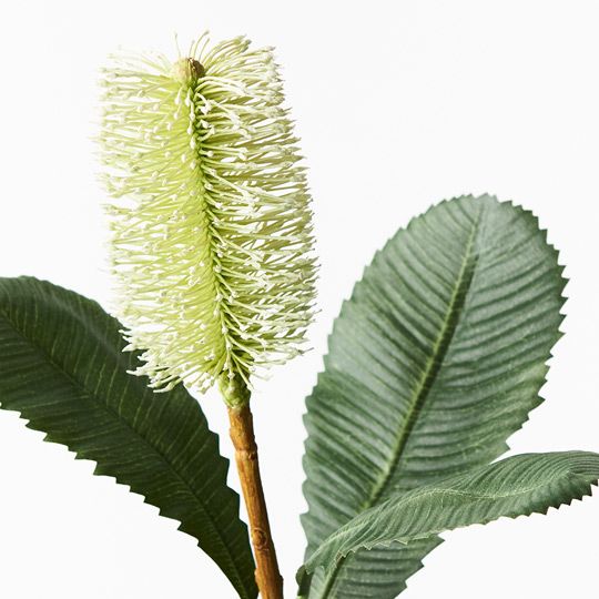 12 x Banksia Robur White Green 74cml (FI8982WG)