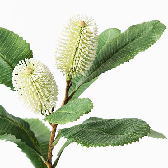 12 x Banksia Robur Spray White Green 76cml (FI9236WG)