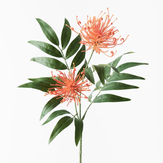 12 x Grevillea Spray Orange 74cml (FI9237OR)