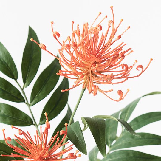 12 x Grevillea Spray Orange 74cml (FI9237OR)