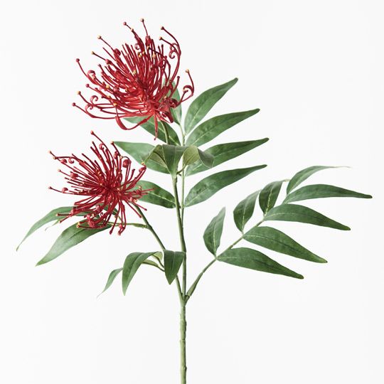 12 x Grevillea Spray Red 74cml (FI9237RD)