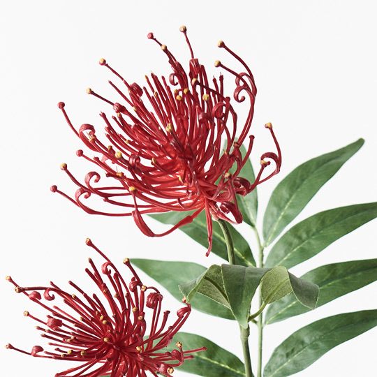 12 x Grevillea Spray Red 74cml (FI9237RD)