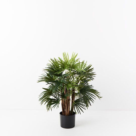 2 x Palm Rhapis, Green 70cmh (FI9283GR)